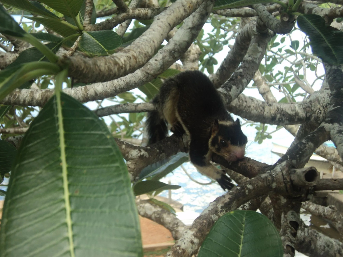 Walauwa The Villa Ahungalla