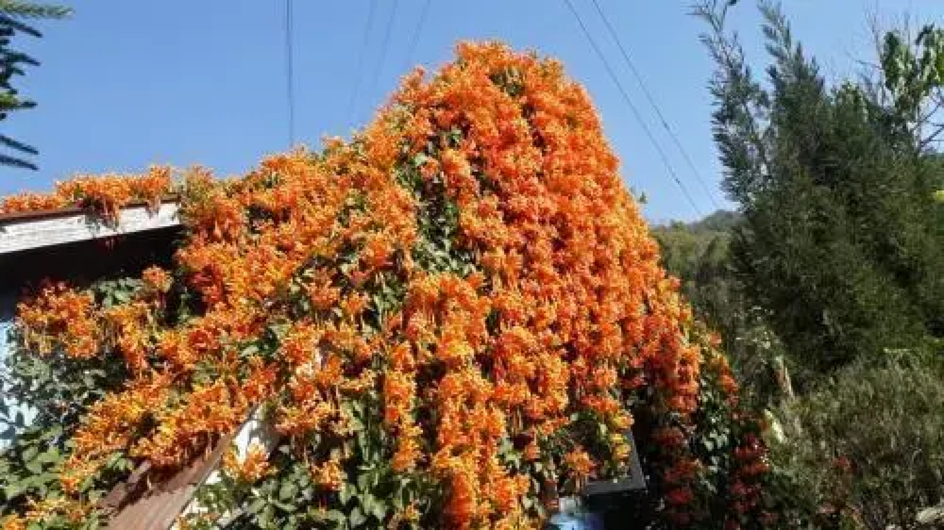 Vamoose Sunakhari