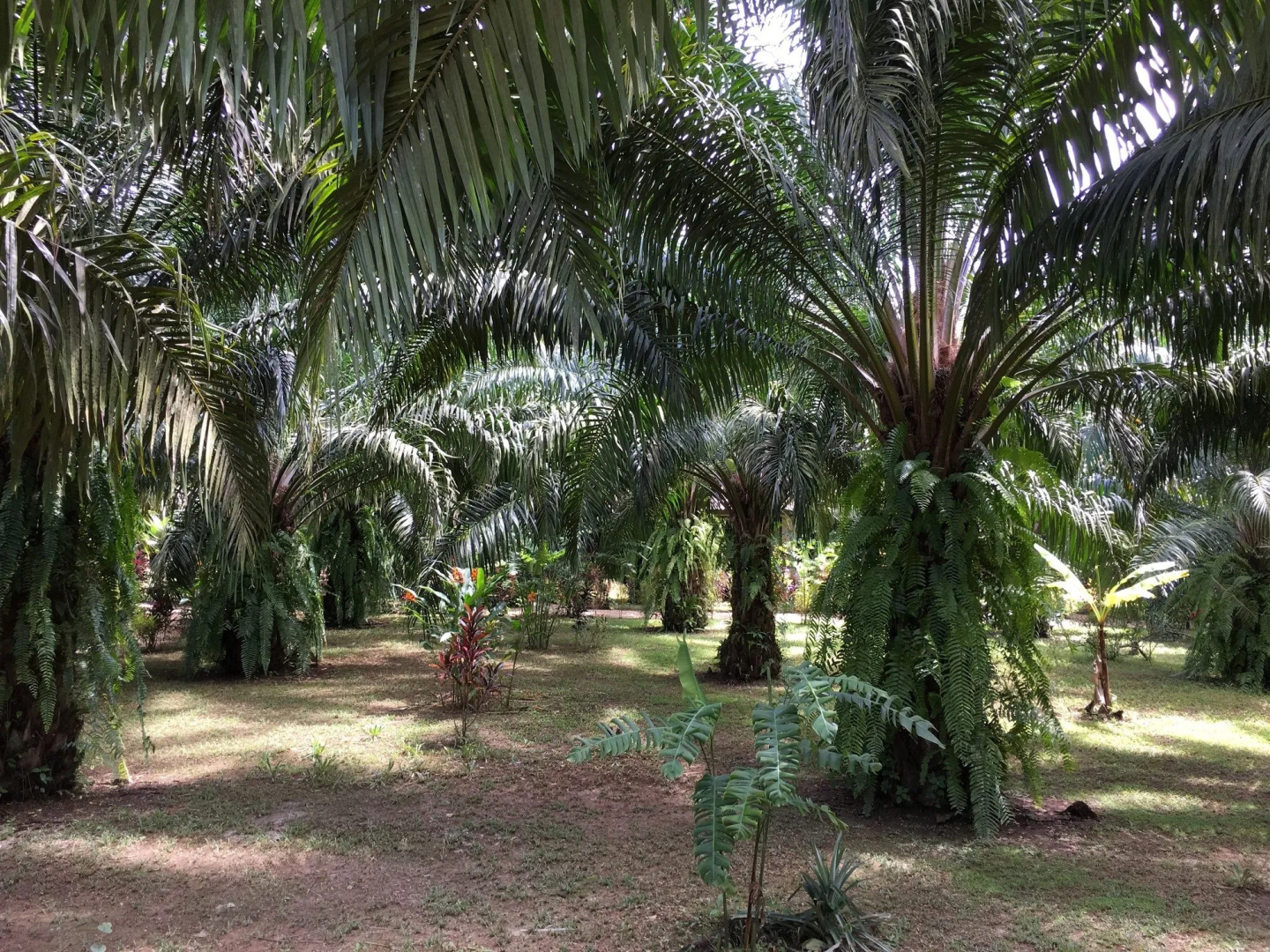 Khao Sok Palm Garden Resort