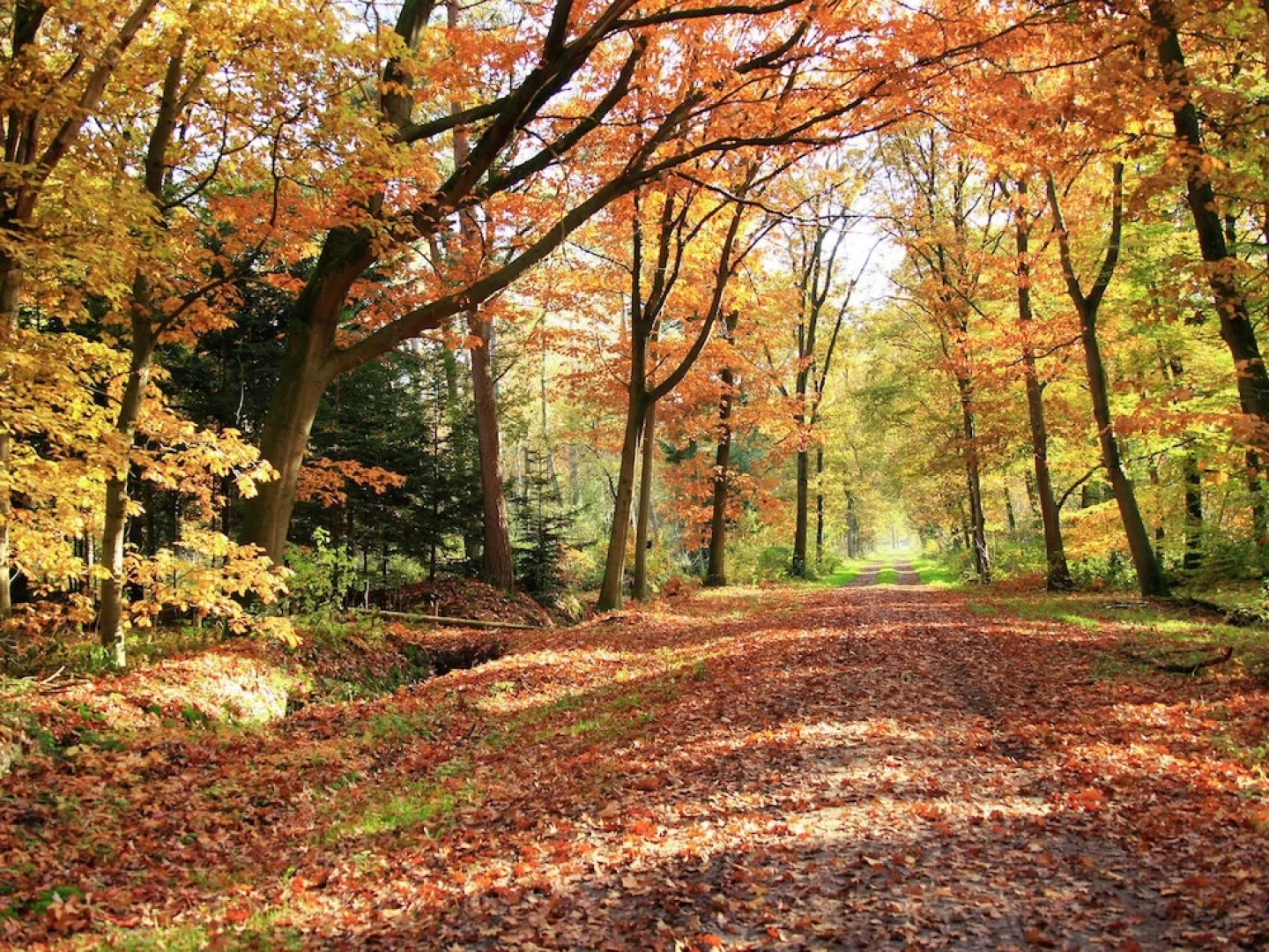 Boutique Holiday Home in Nieuwleusen near Forest