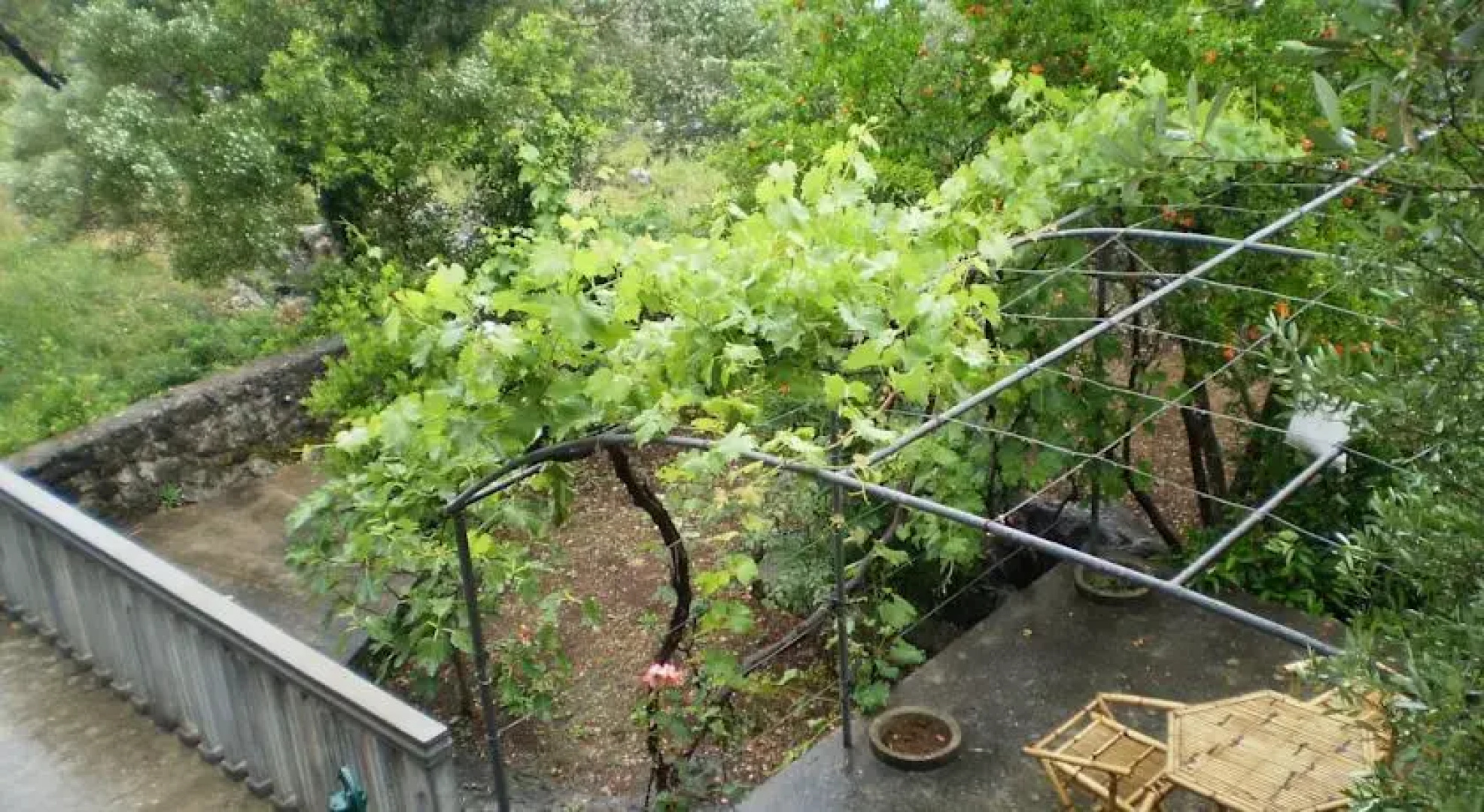 Krasici Green House