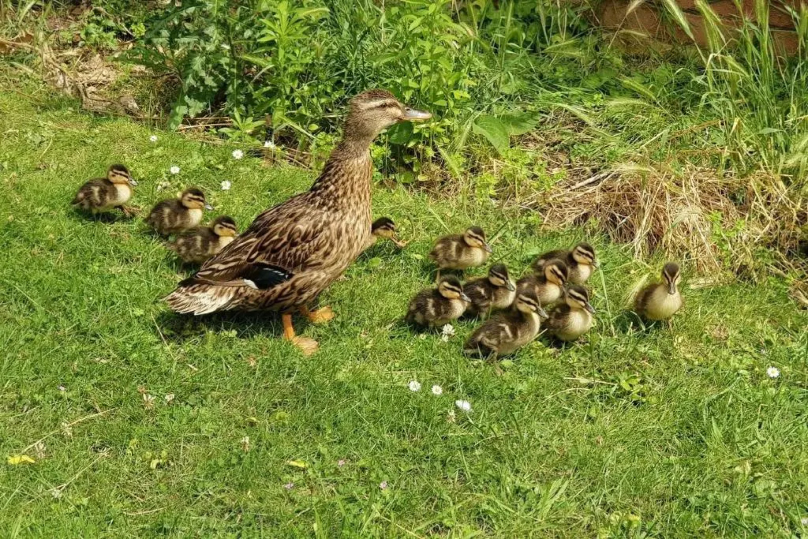 Beautiful 6-bed Dog Friendly Cottage in Heacham