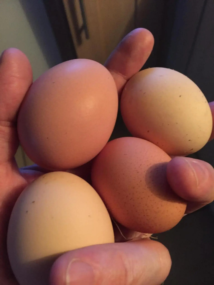 Little Pentre Barn with seasonal Swimming Pool