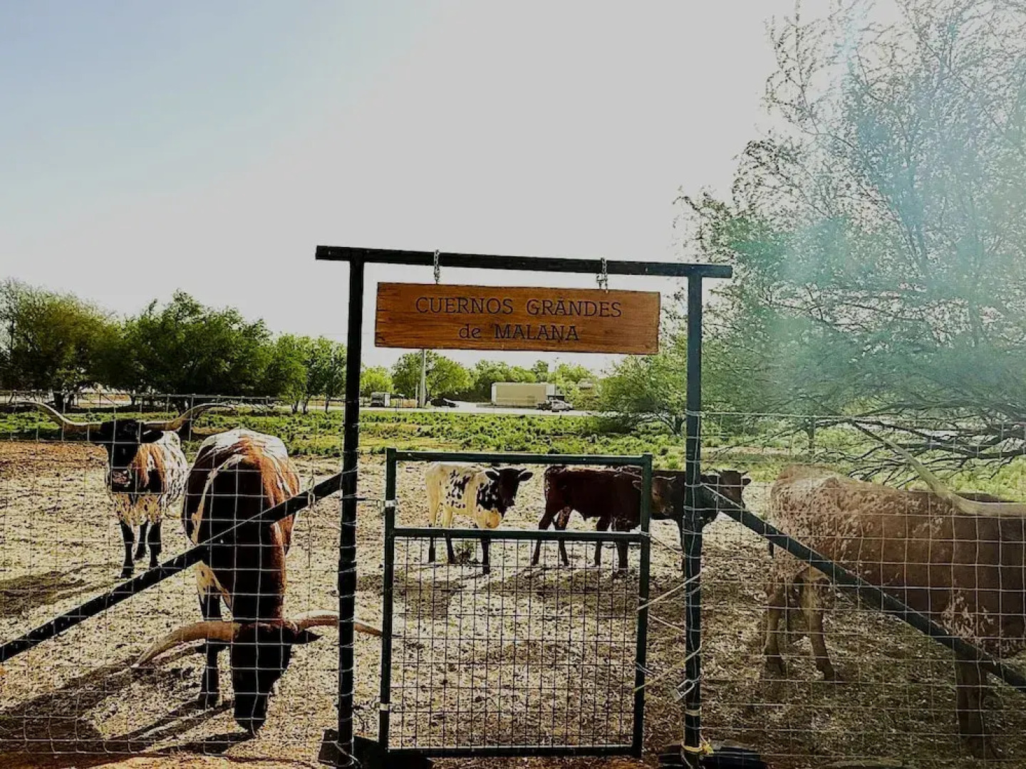 Malana Hotels & Suites