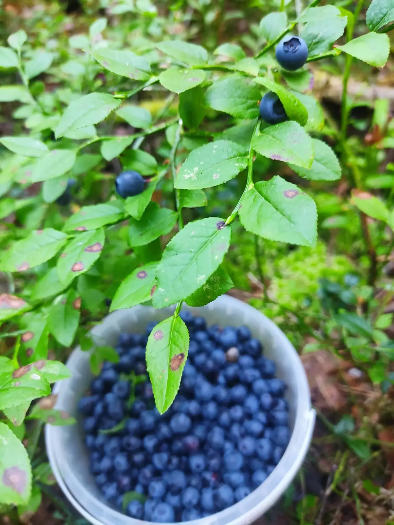 Усадьба Красивая