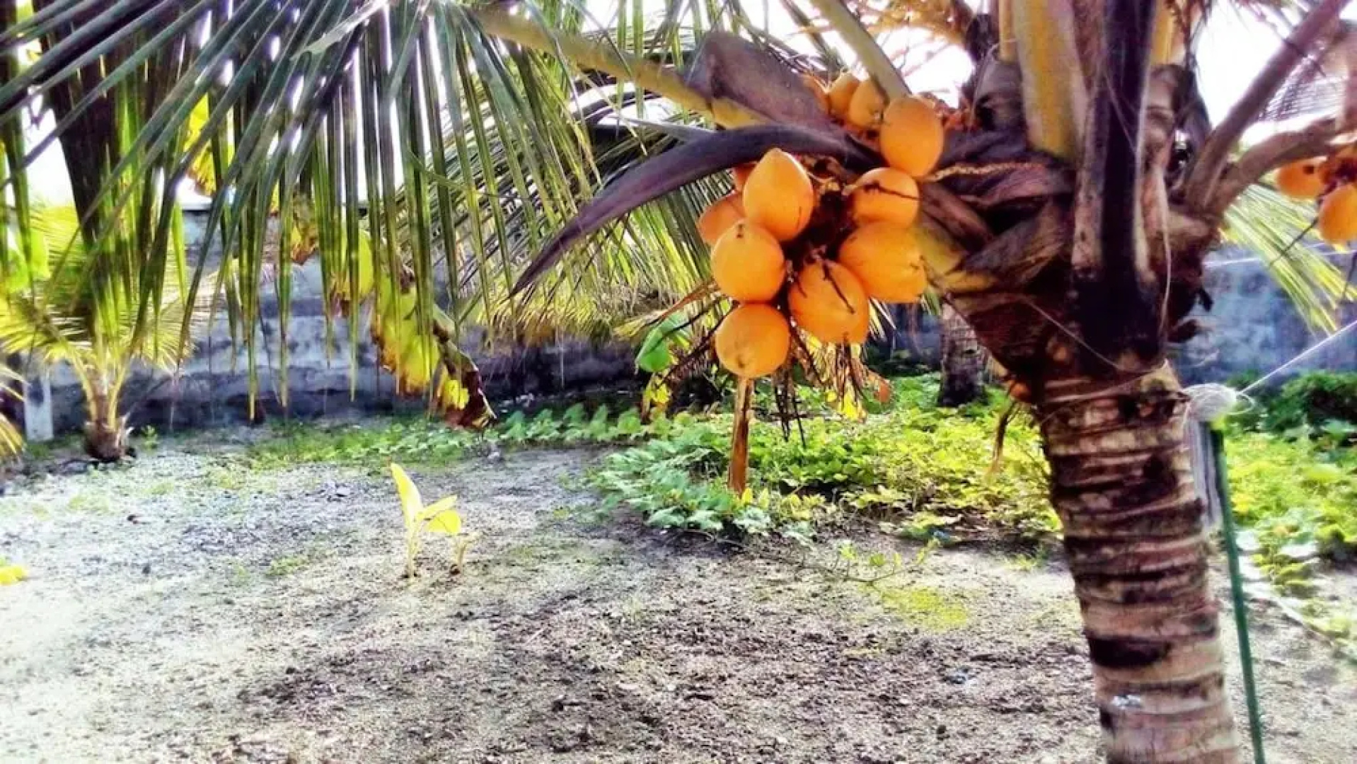 Zayan Holiday Home - Maldives