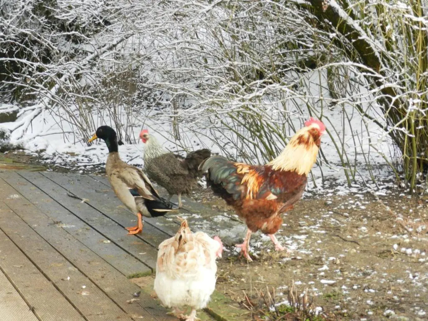 Wampendobler Paradies