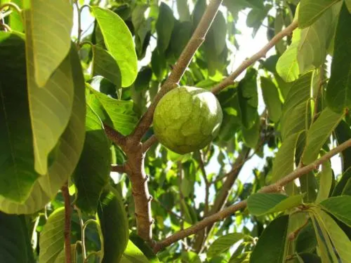 Villa Annona by Lisbon Coast Vacation