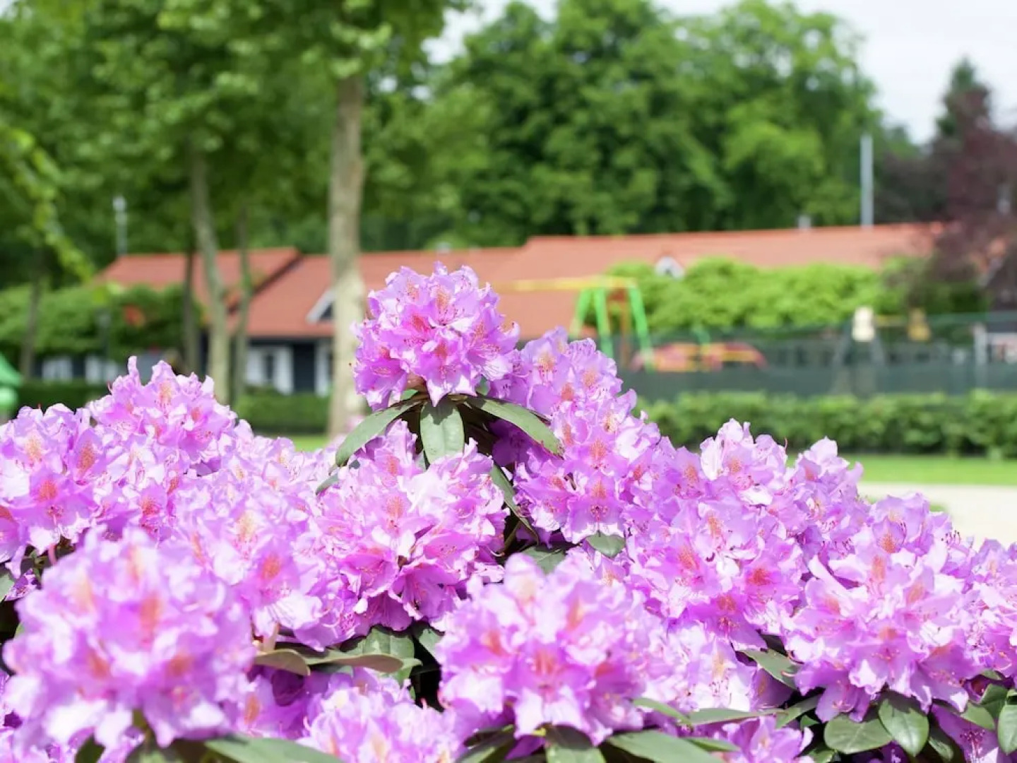 Tent Lodge With Sanitary Facilities at the Bedafse Bergen - Campsite
