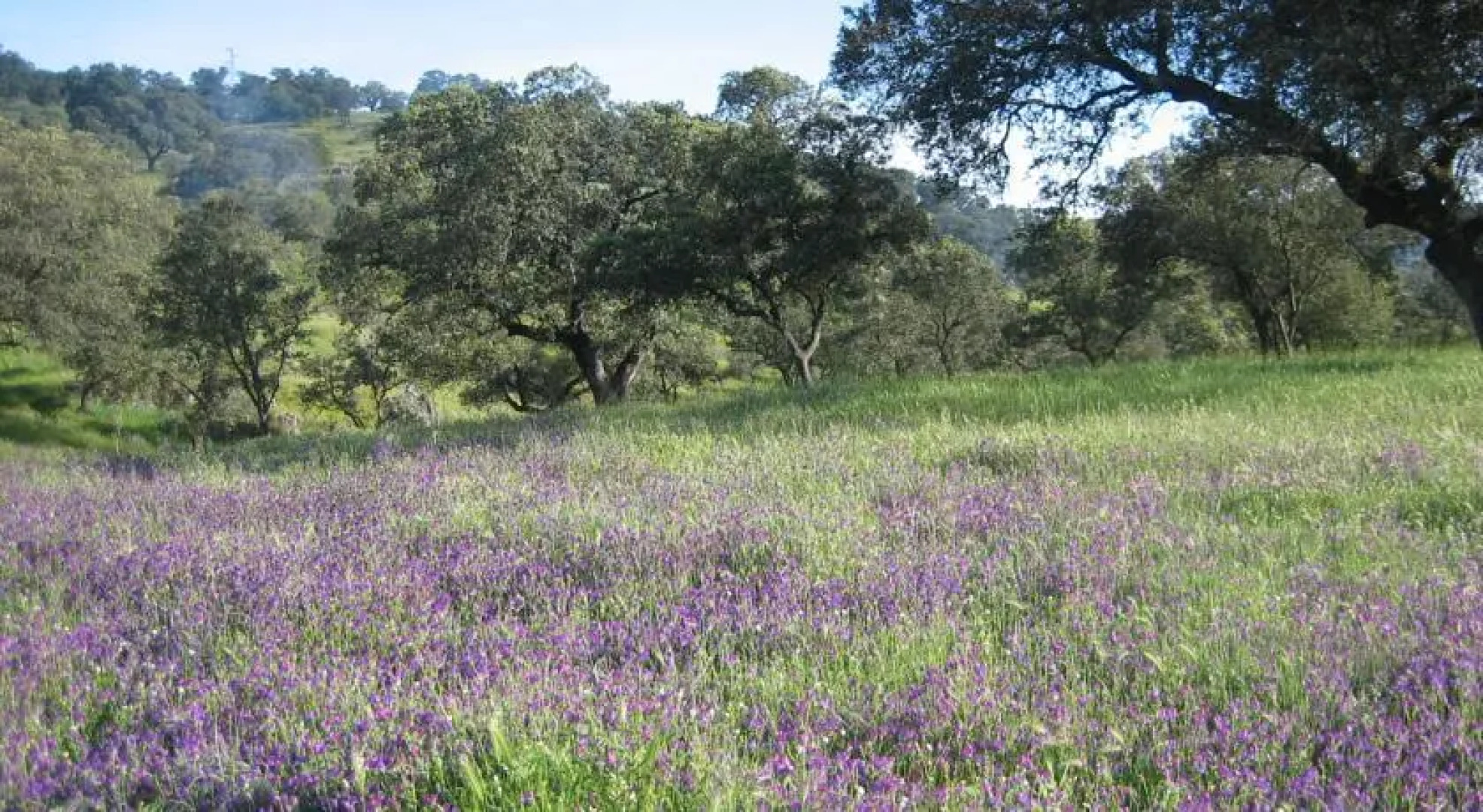 Cortijo Majada de las Vacas