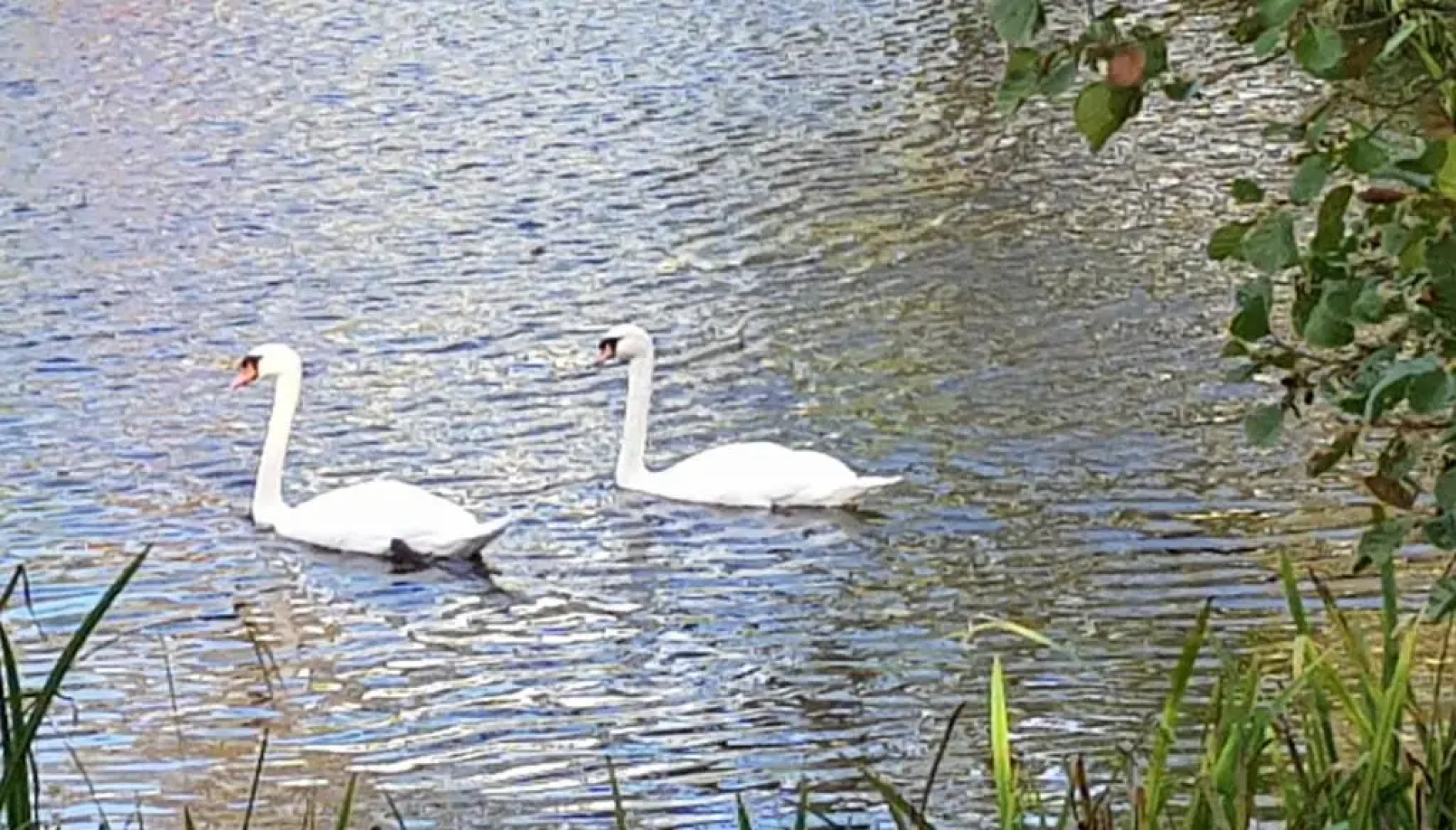 89 Lower Lakeside - Glan Gwna Holiday Park