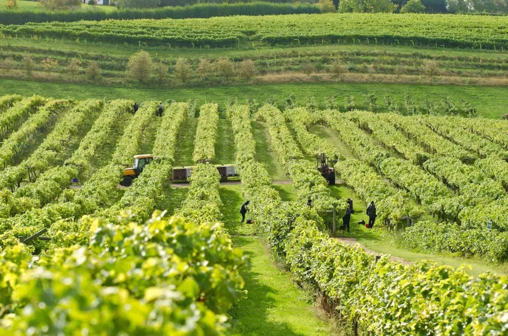 Three Choirs Vineyards