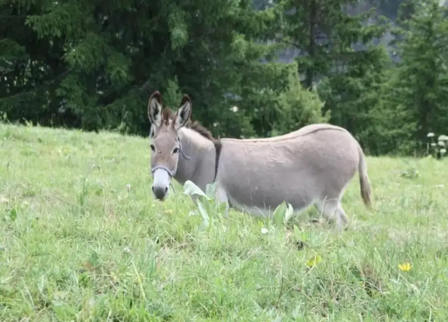 Studio in Saint-sorlin Near Ski Slopes