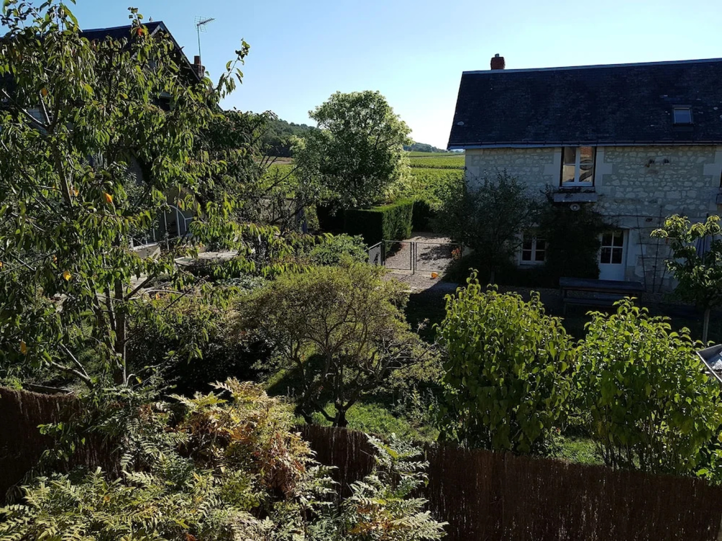 Les Camélias des Demoiselles de Pallus