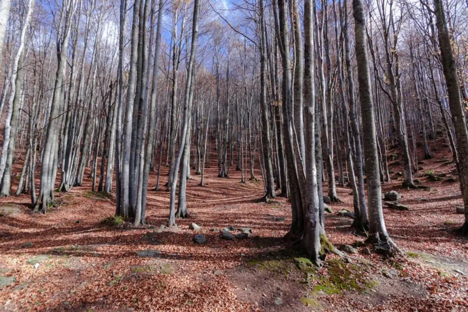 Viandanti, Artisti e Sognatori