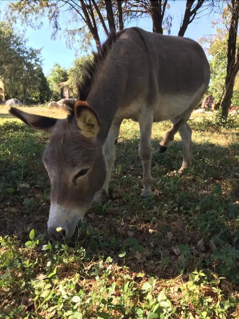 Domaine de Saint Cerice  en Ardèche Sud