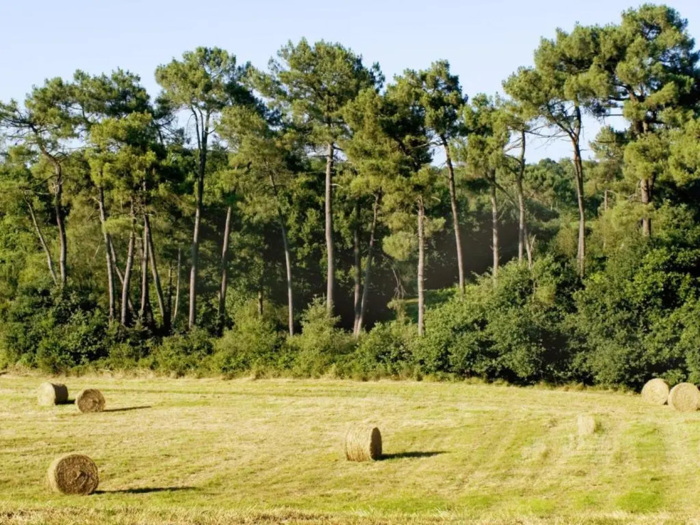 Gîte Mugron, 3 pièces, 4 personnes - FR-1-360-176