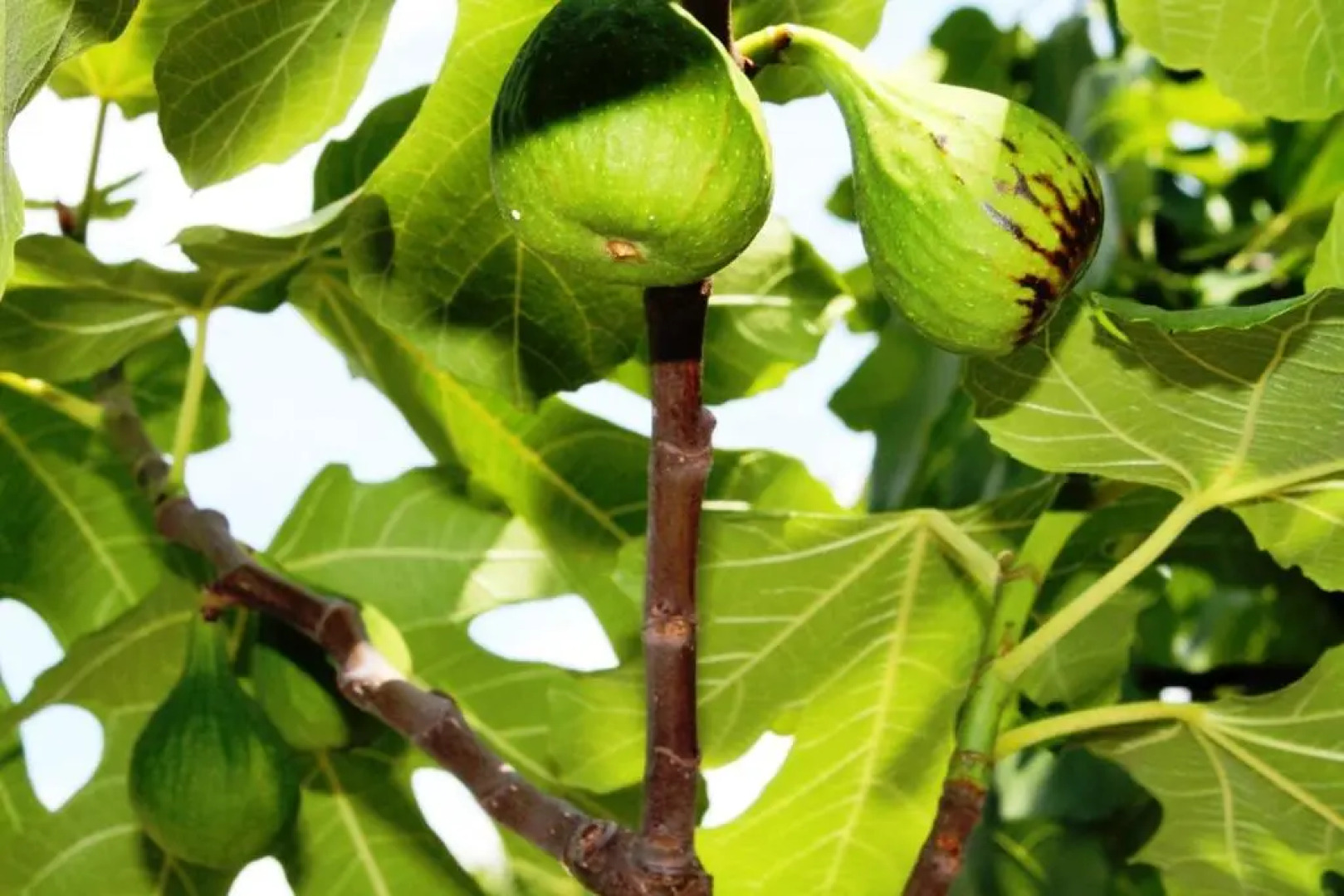 Ferienhof Weingut Lunzer