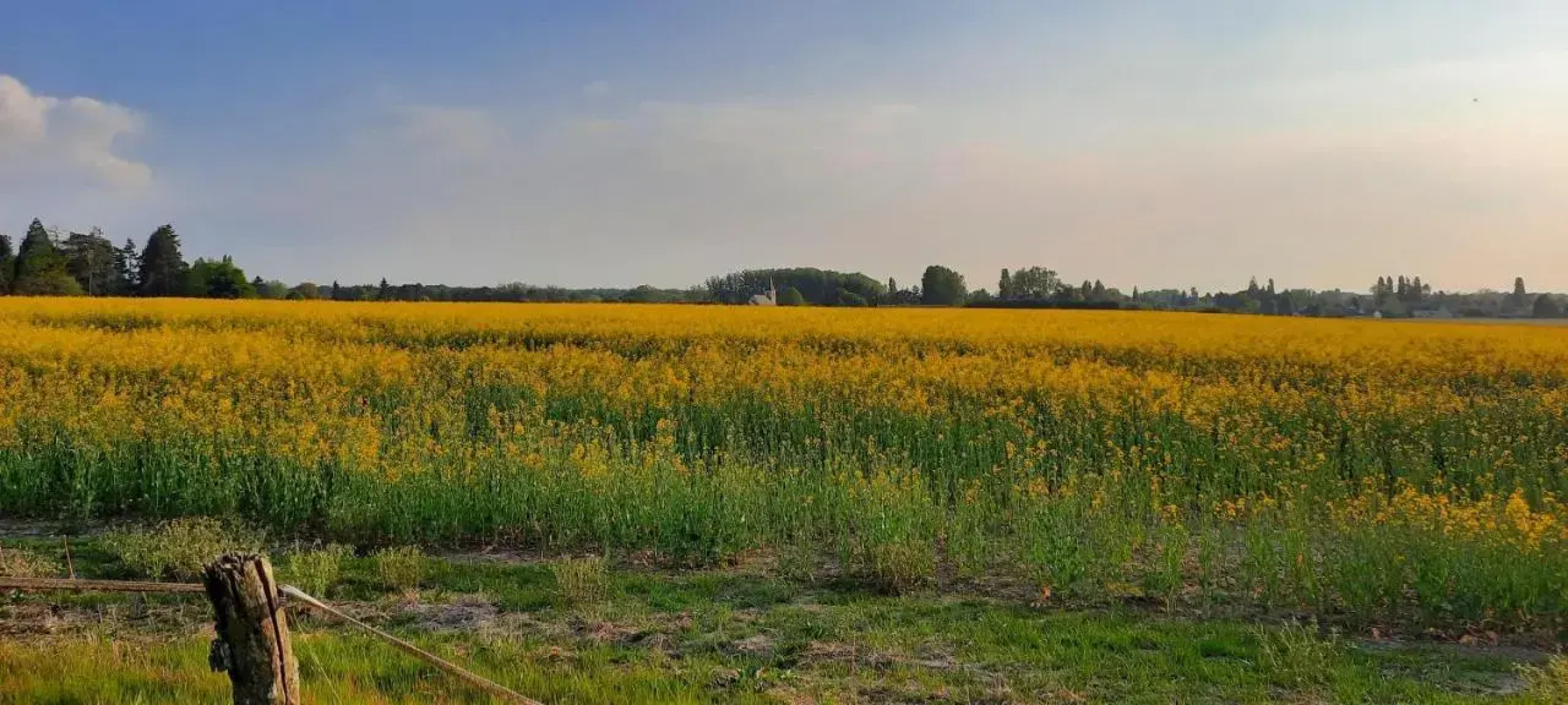 Le Relais D'eugenie: Maison D'hotes En Foret D'orleans