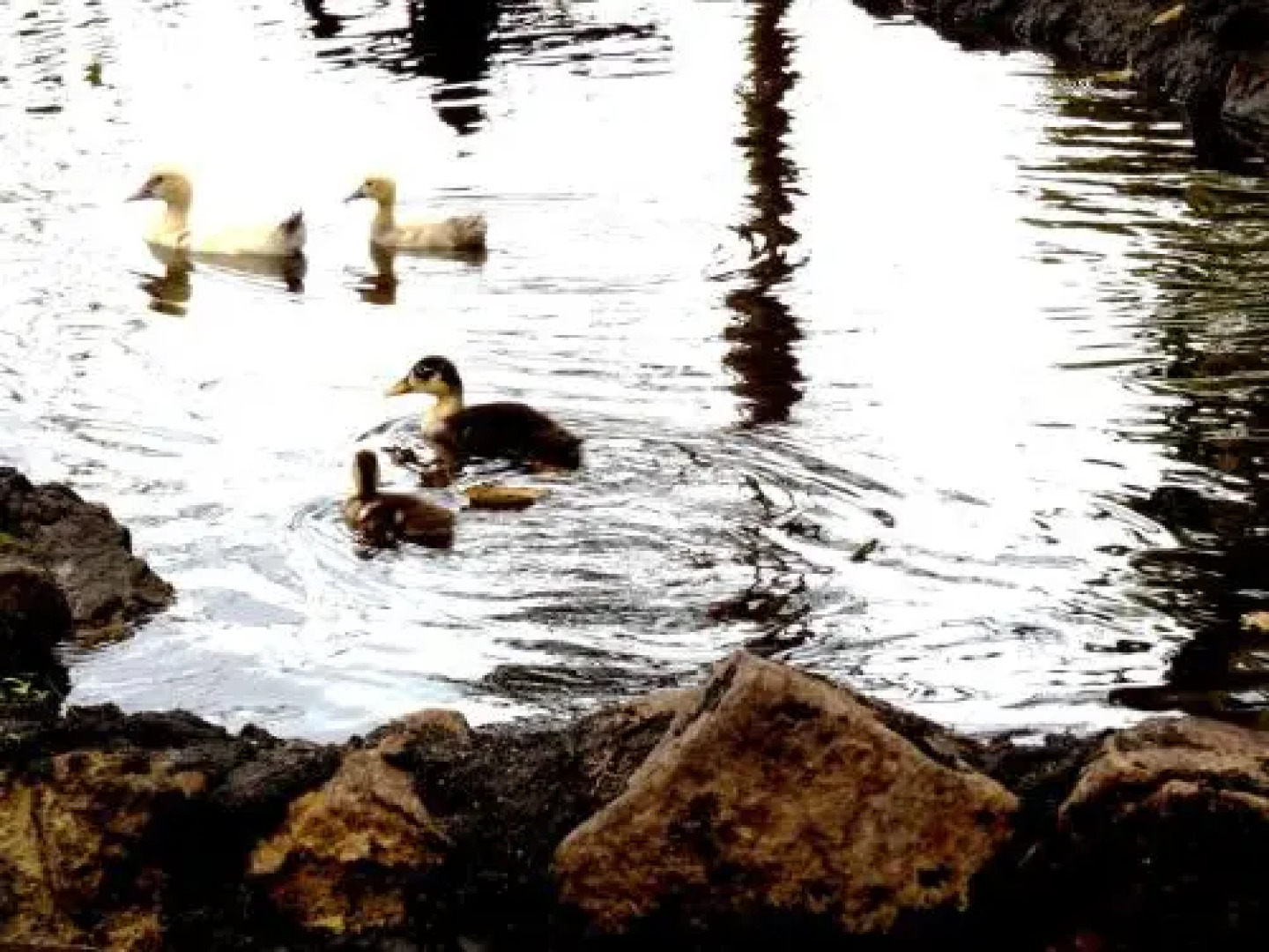 Shipasbamba Ecolodge