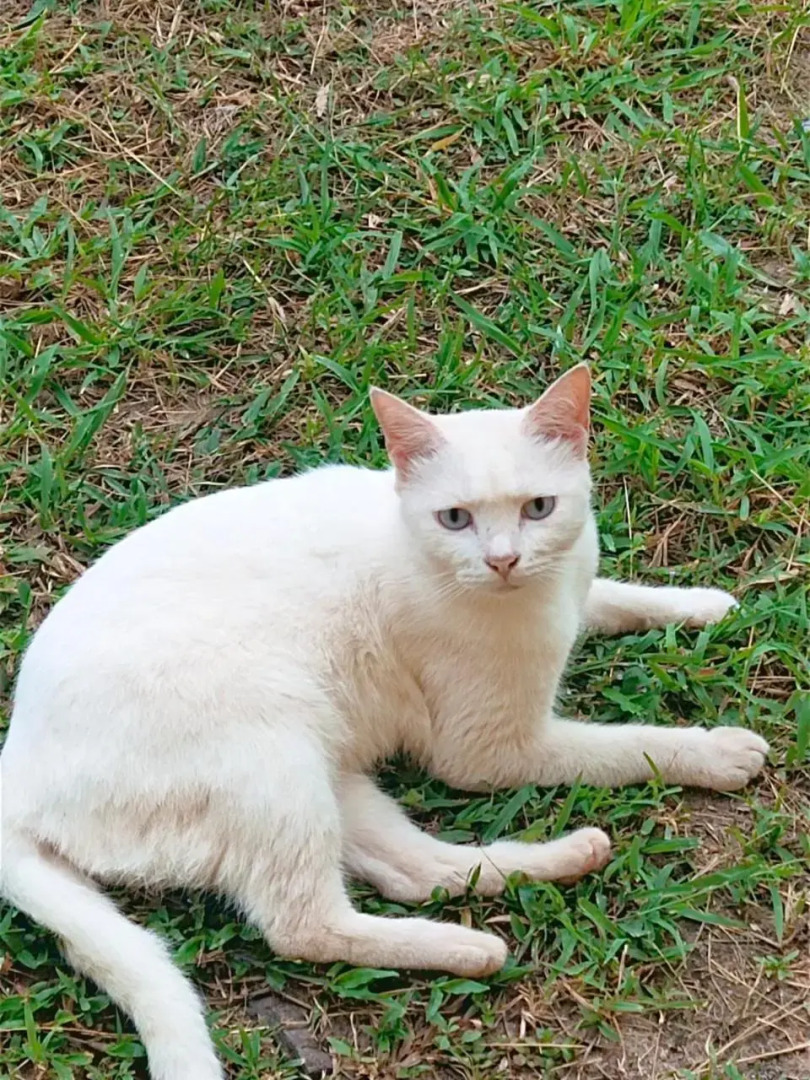 Bamboo Hut Bungalow - Adults Only