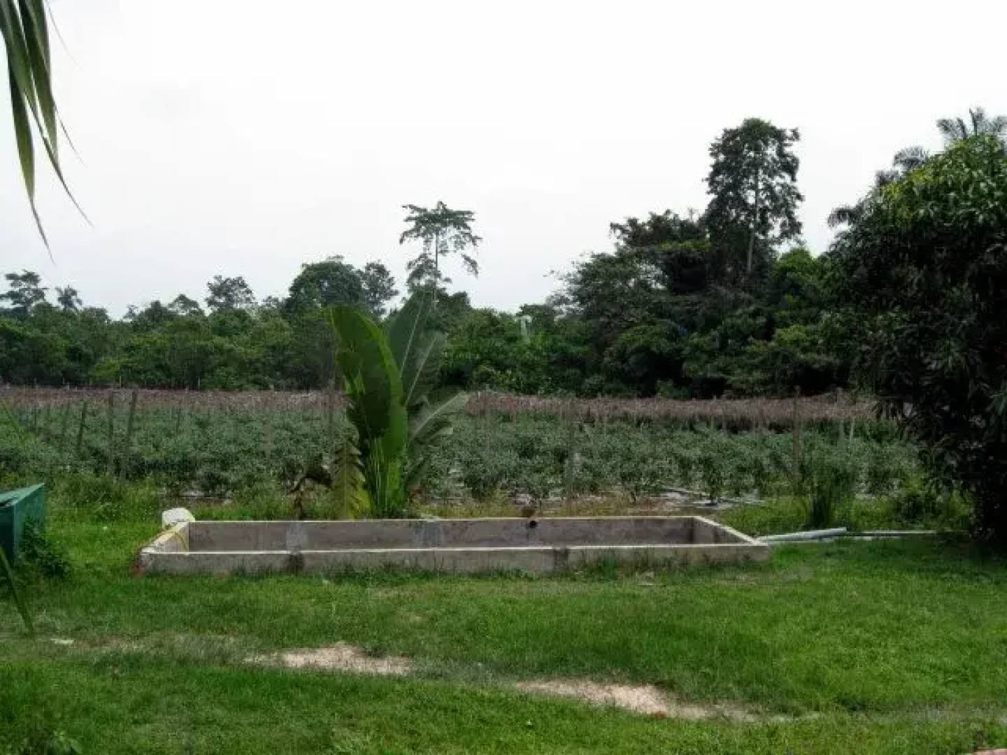 Homestay Laman Bangkinang