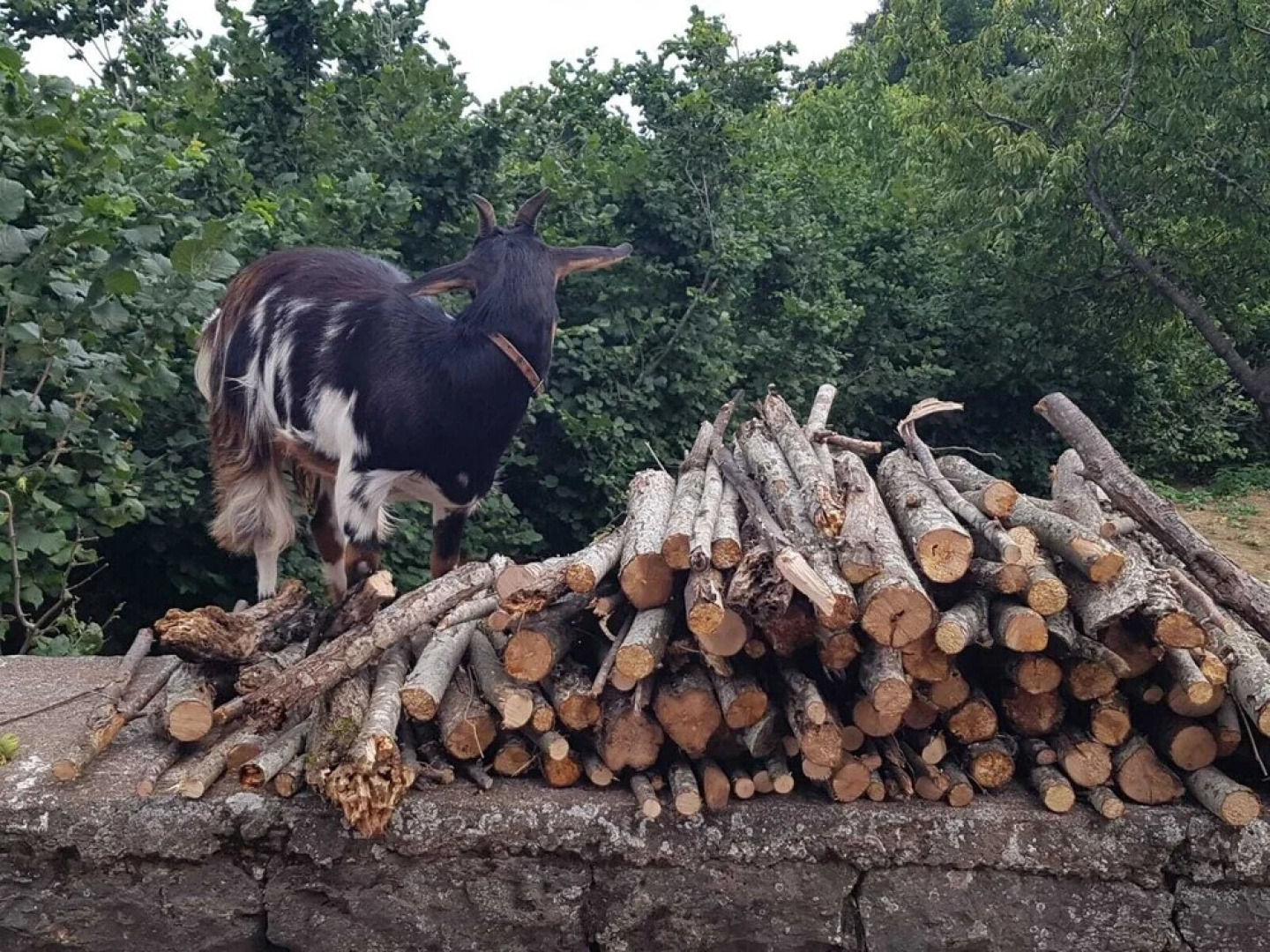Agriturismo La Caraffara