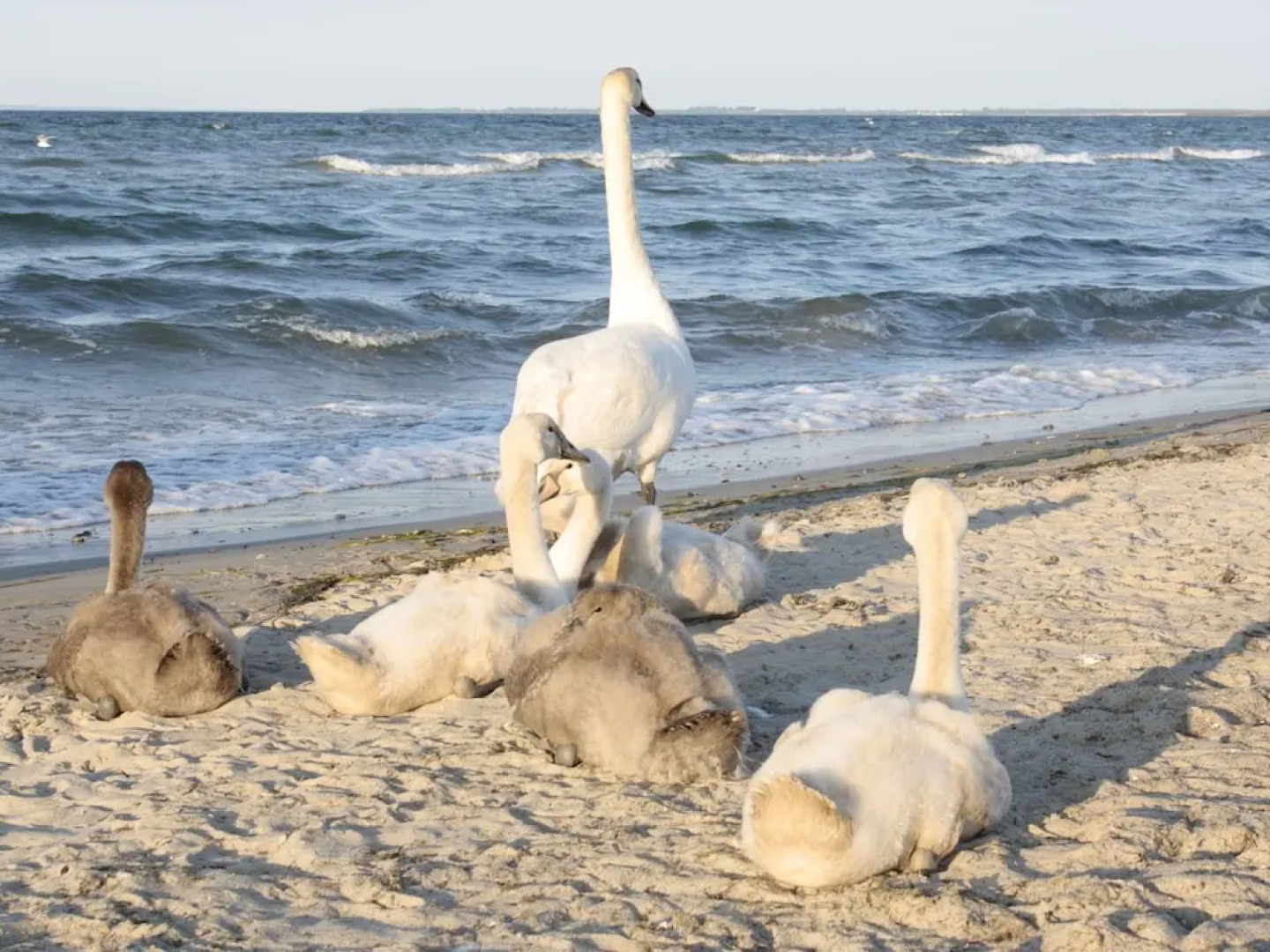 Rustic Apartment in Biendorf With Sauna