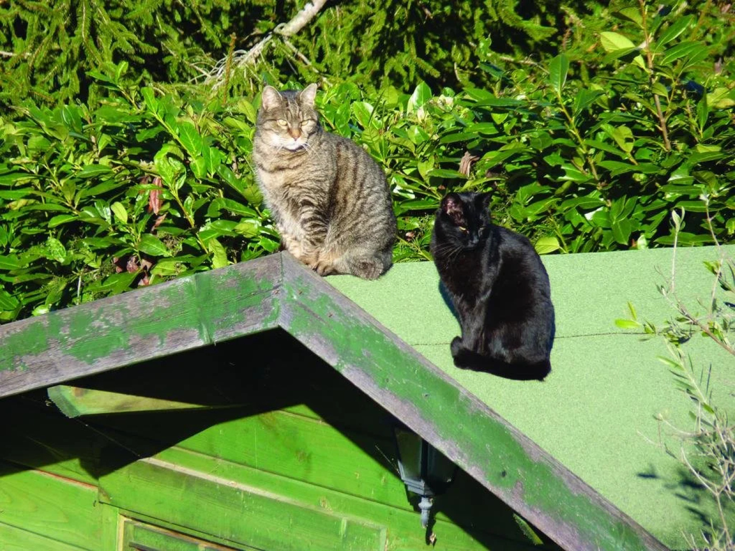 Bed and Breakfast I Gatti Del Castello