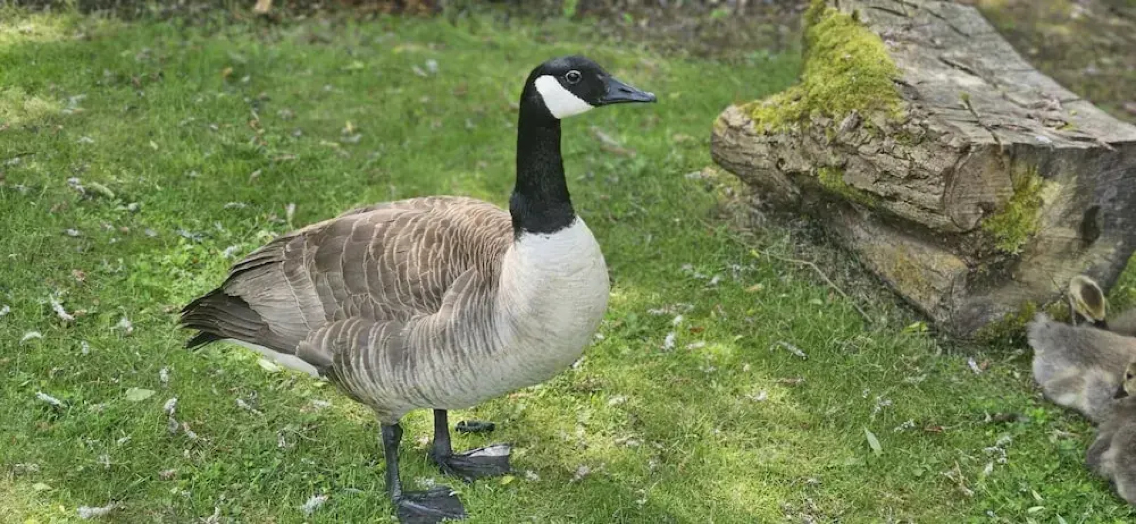 Inviting 1-bed Cabin in Newmarket