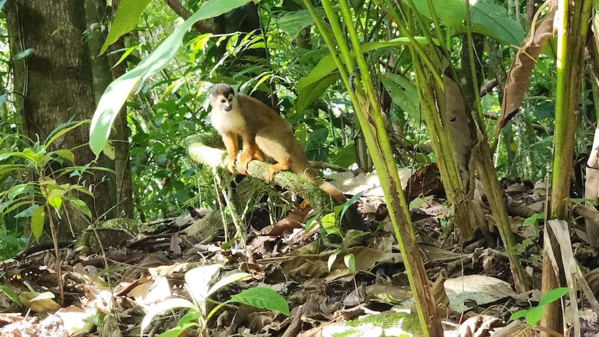 Ventanas en Corcovado