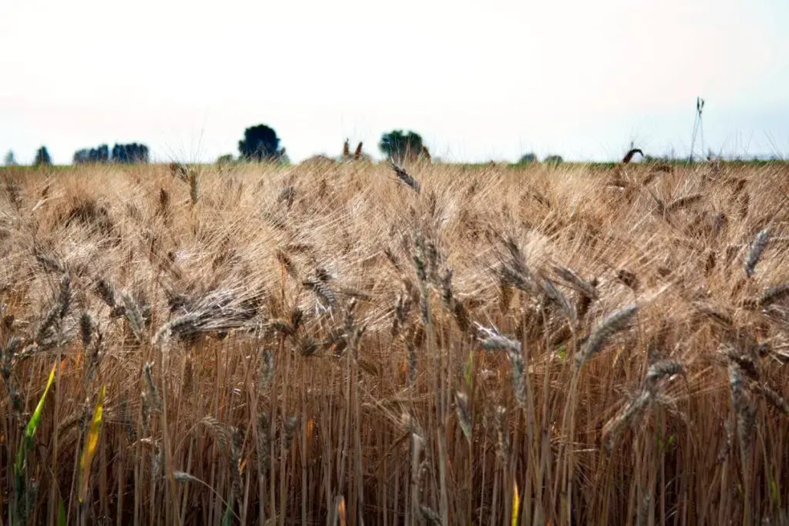 Alla Corte del Picchio