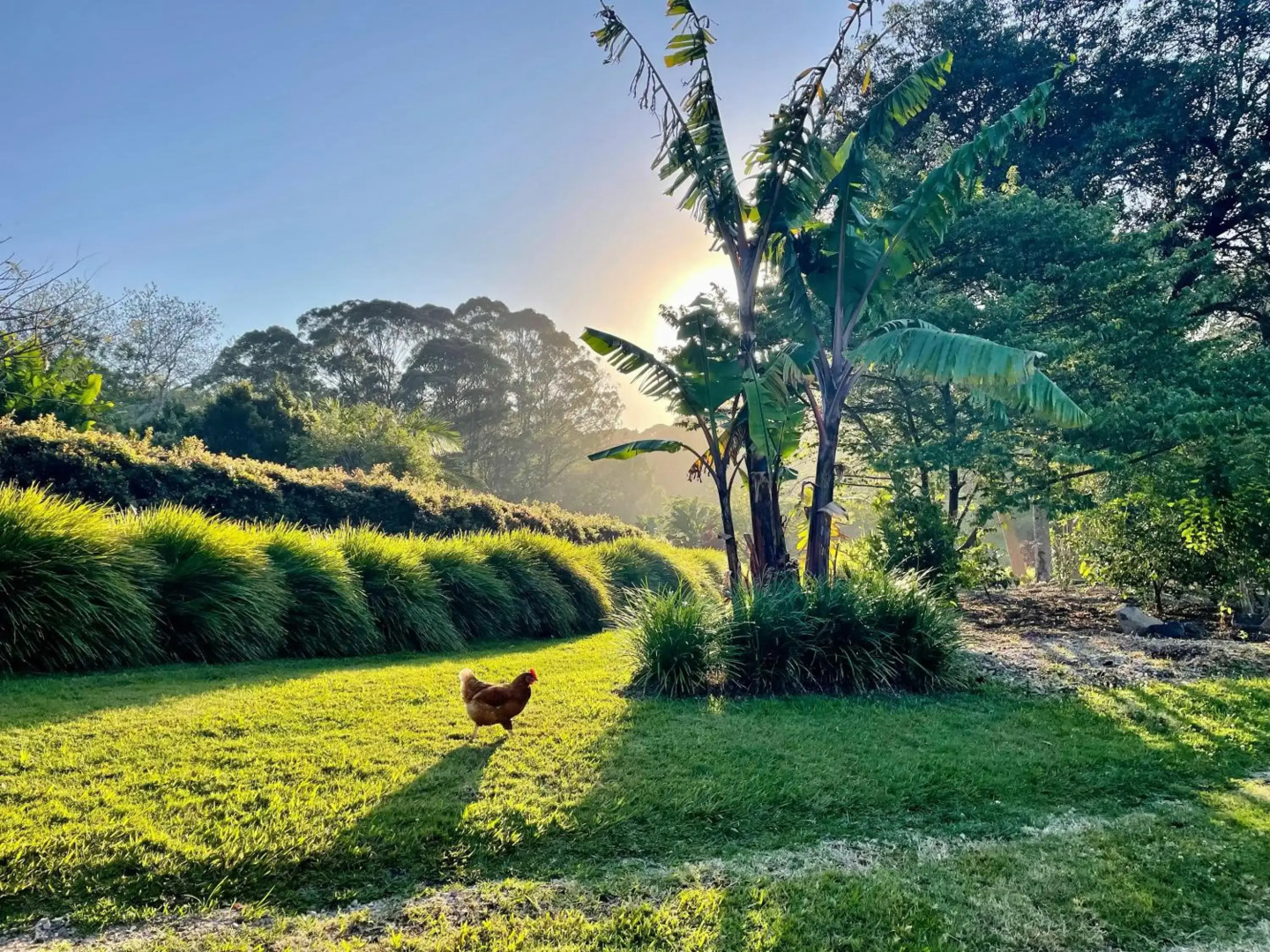 The Lily Pad at Byron Bay