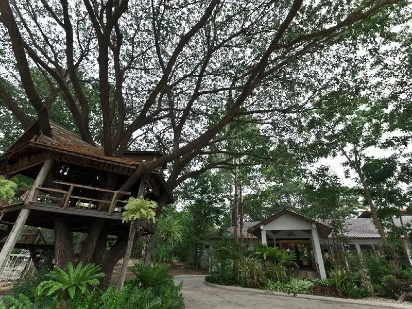 Tree House Hotel