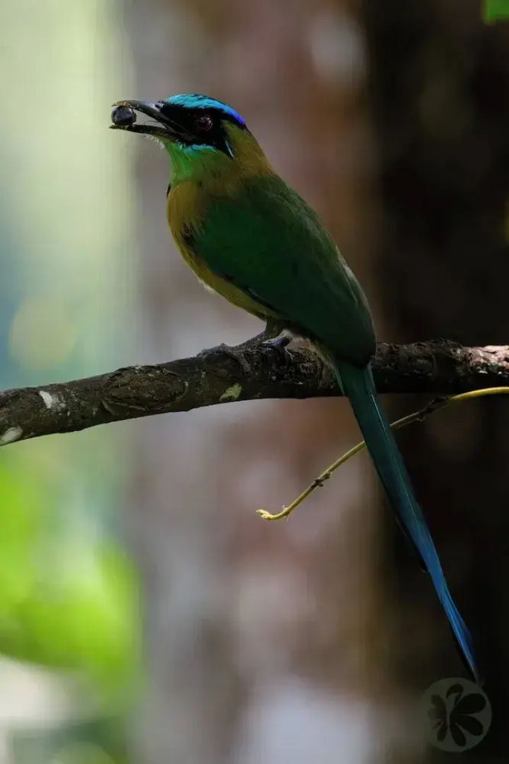 Villa Bruno - Terrace - Jungle - Birdwatching