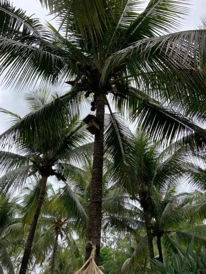 Village dos Pássaros