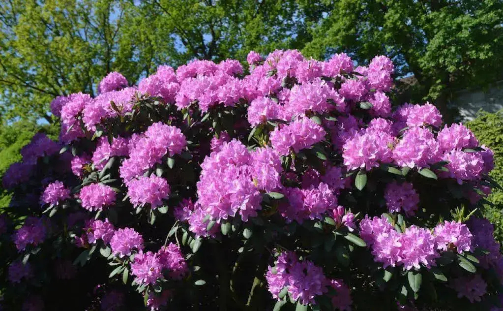 Altdeutscher Hof Beckord