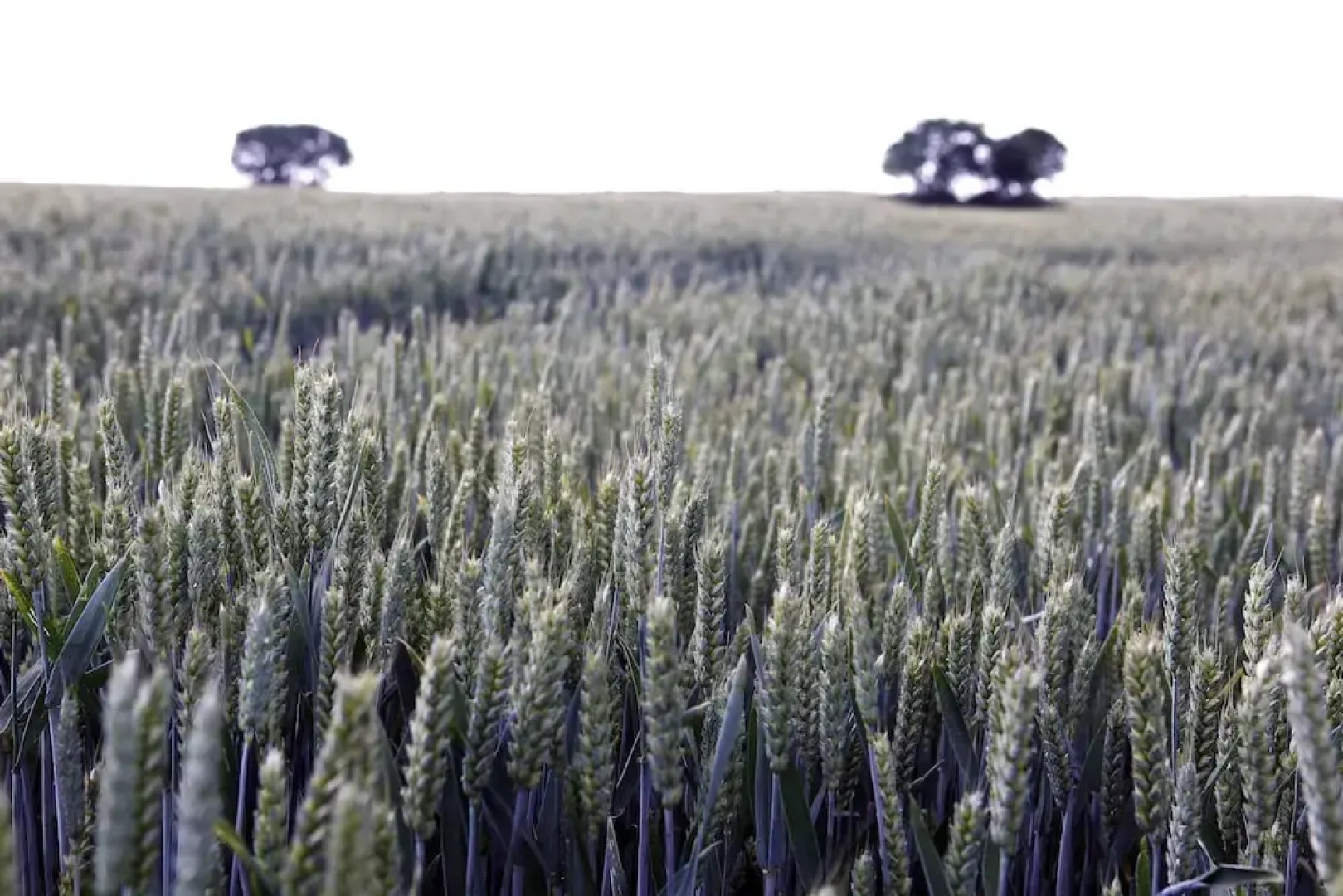 The Granary and Teals Den at Carters Barn Farm