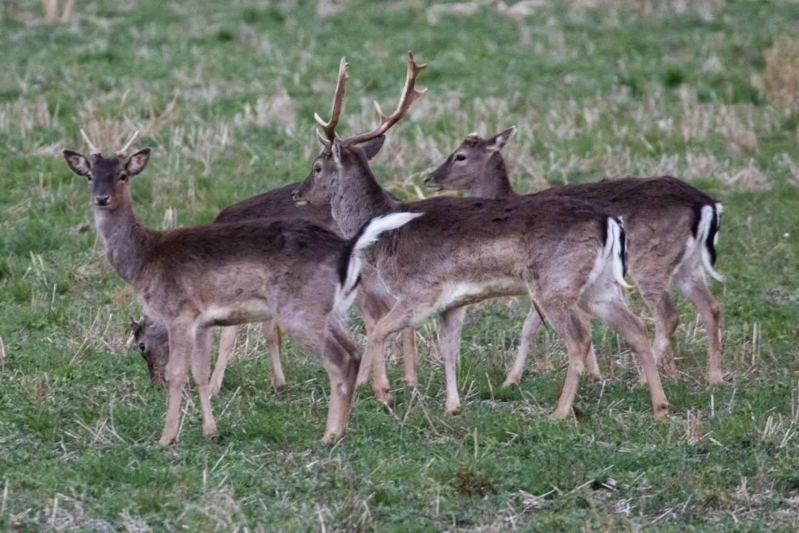 The Oak Eco Barn Clematis Cottages Stamford
