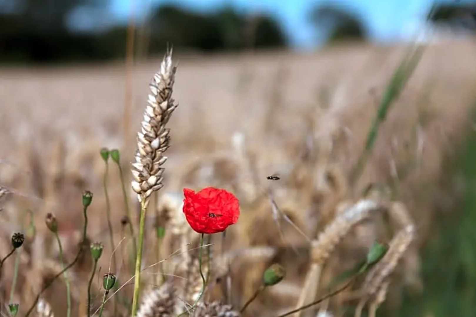 Svabesholms Kungsgårds & Pensionat Stenshuvud