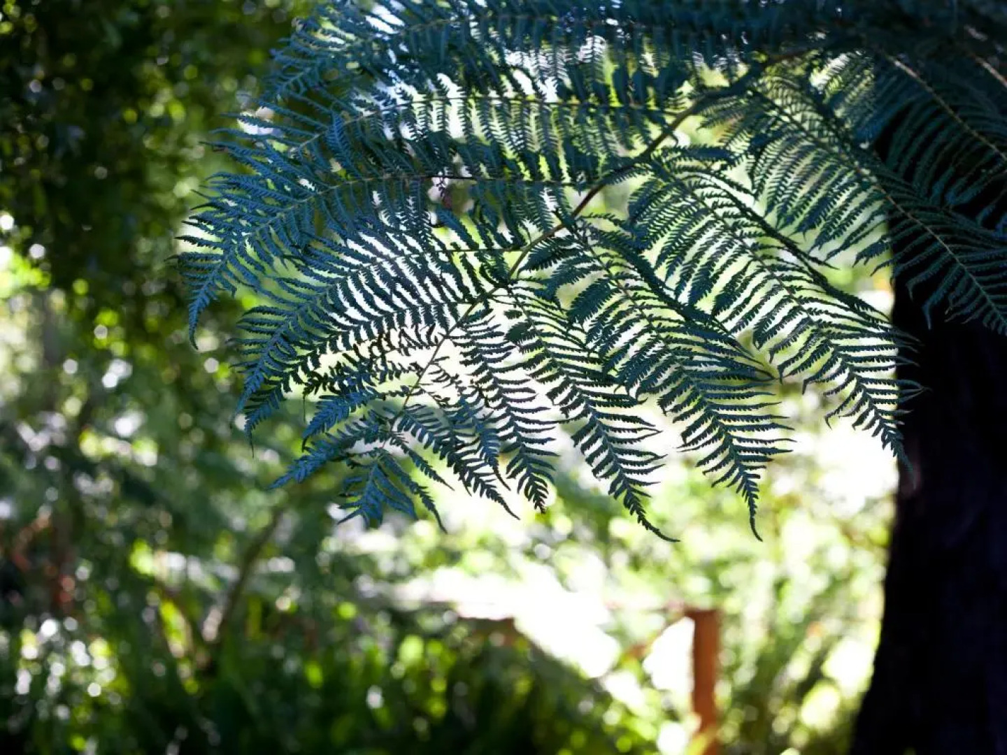 Andelomi Forest Lodge