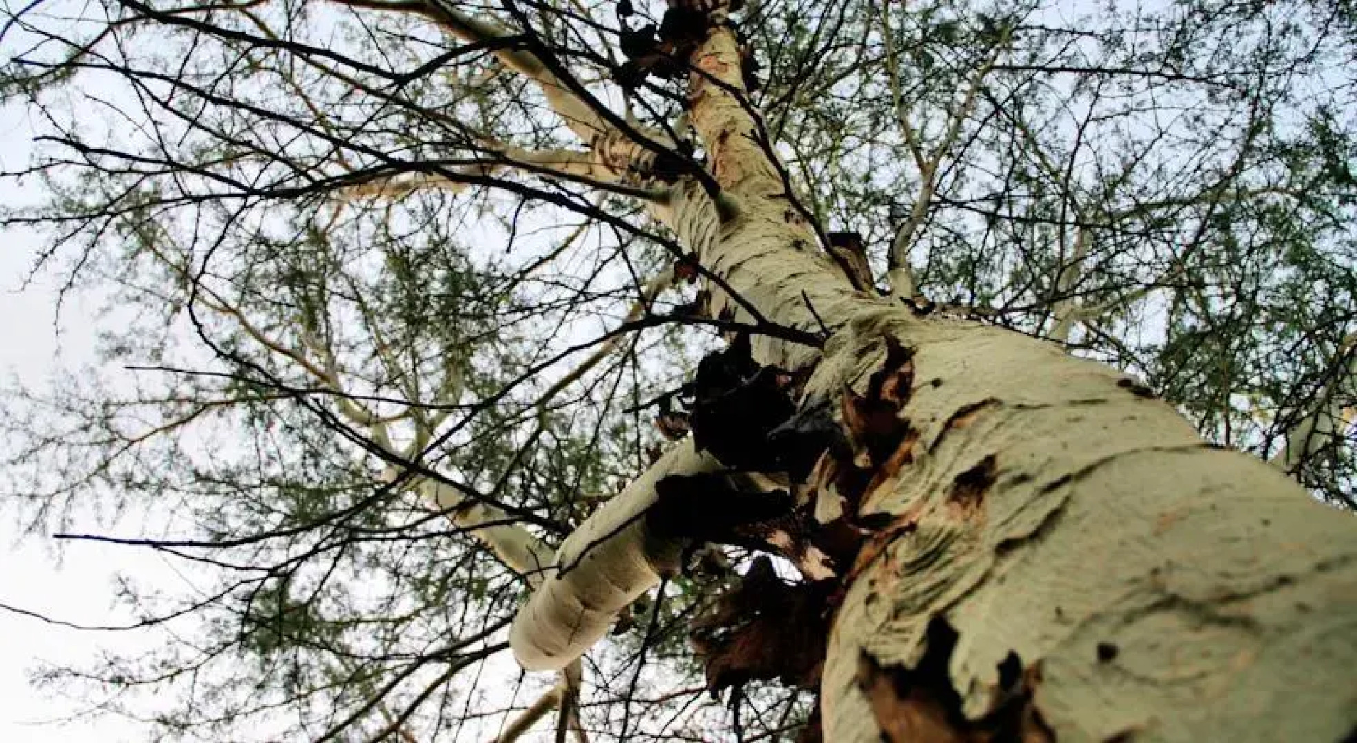 Protea Guest Cottages & Conference Centre