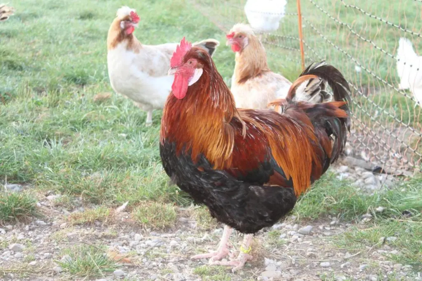 Bio Archehof Zachhiesen