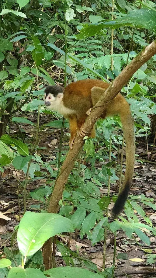 Ventanas en Corcovado