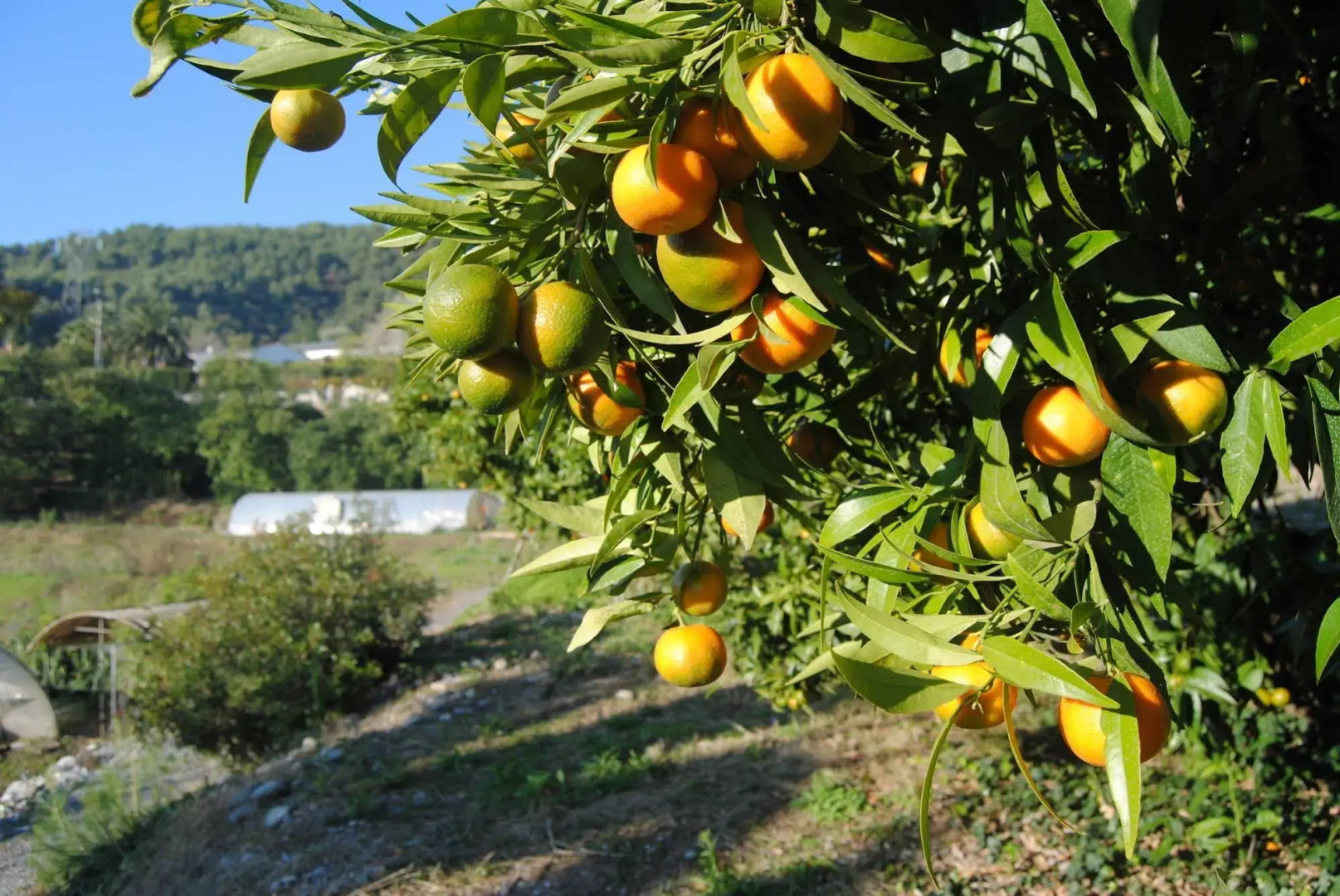 LOrangeraie de la Baronne