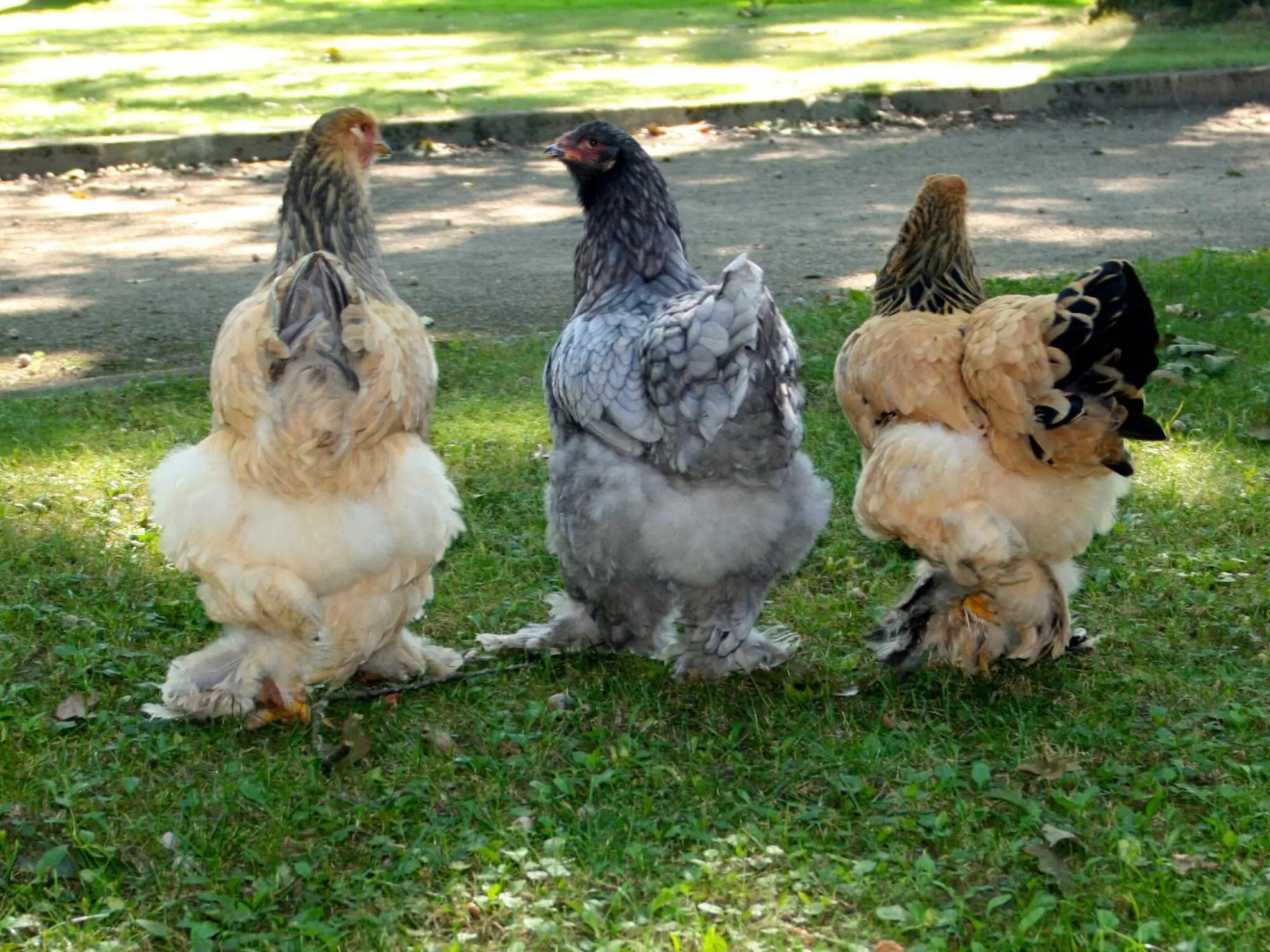 Elegant Holiday Home in Baarlo With Garden