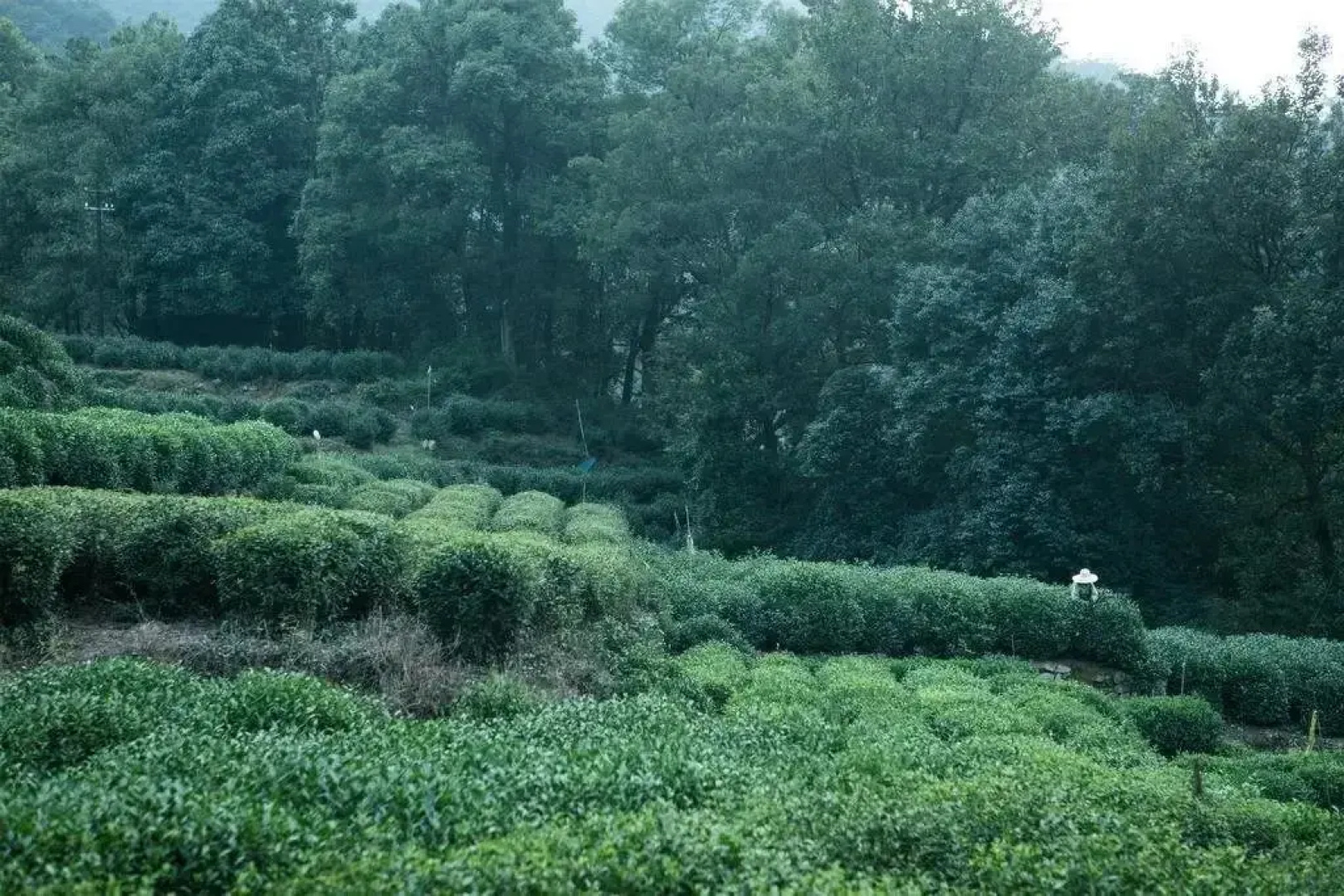 Yinzhu Guest House