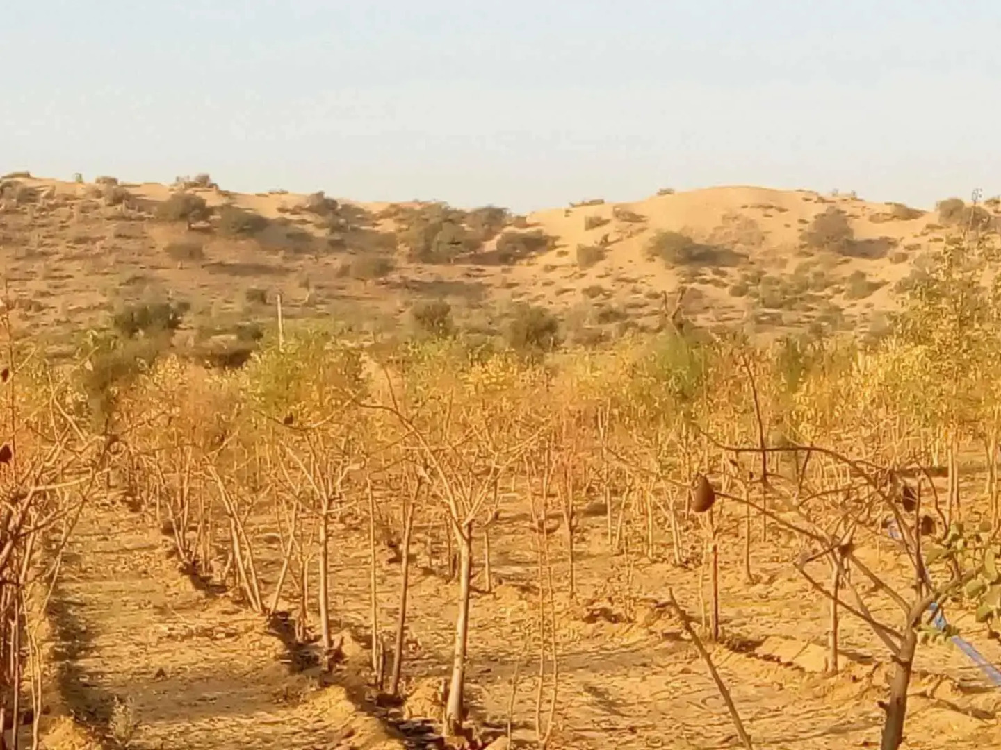 Abhay Resort And Camp