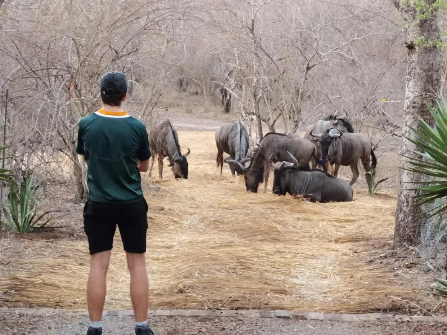 Wielewaal Bush Lodge
