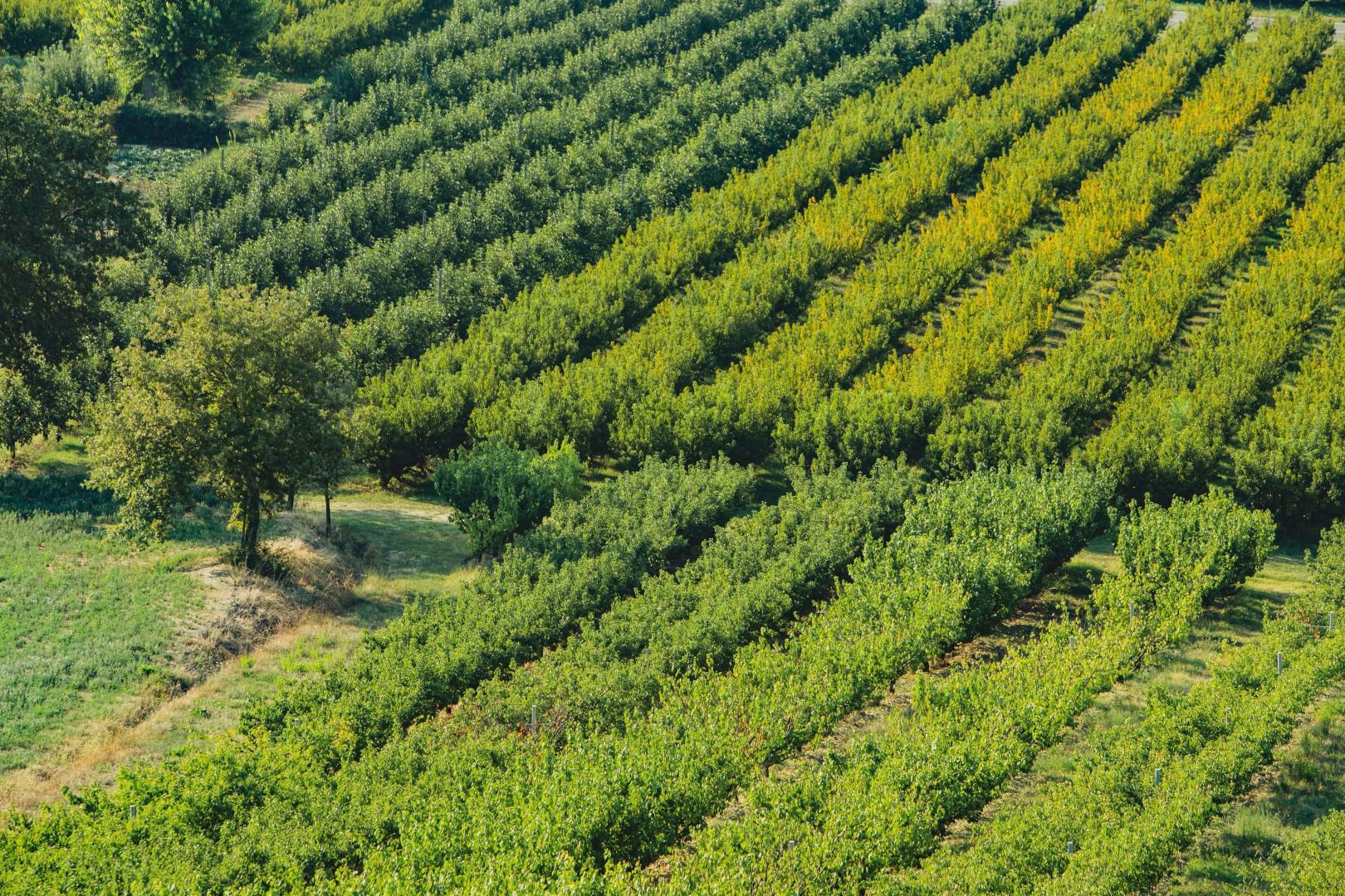 Corte San Ruffillo-Azienda Agrituristica